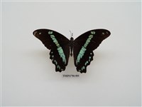 藏品(南非蝴蝶(二))的圖片